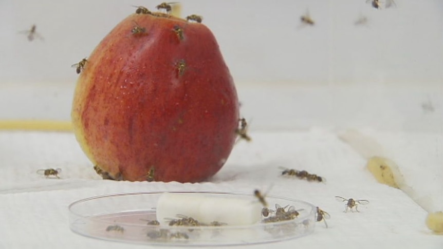 Fruit fly awareness campaign