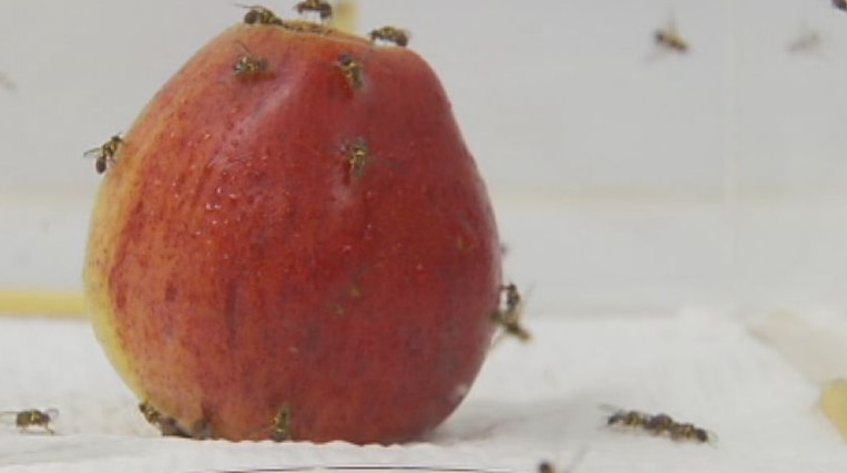 Fruit flies on an apple