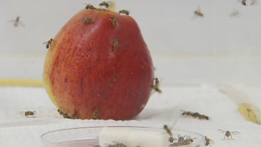Fruit flies cost orchardists $28 million dollars a year