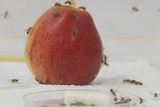 Fruit flies on an apple