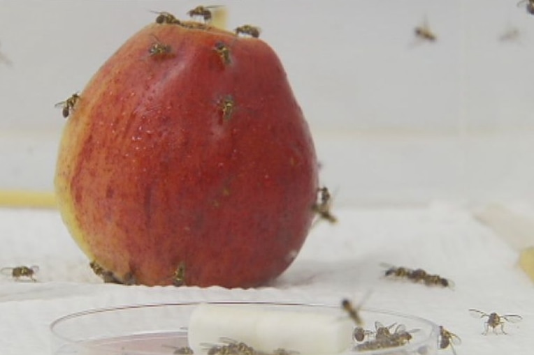 Fruit flies on an apple