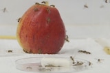 Fruit fly awareness campaign