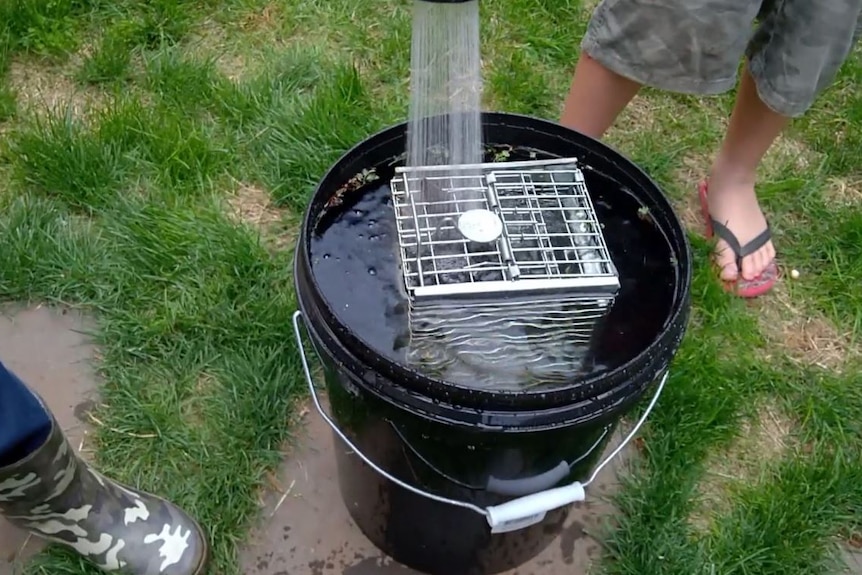 A bucket containing a caged bandicoot is filled with water.