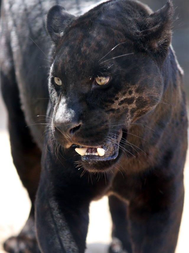 A jaguar growls.