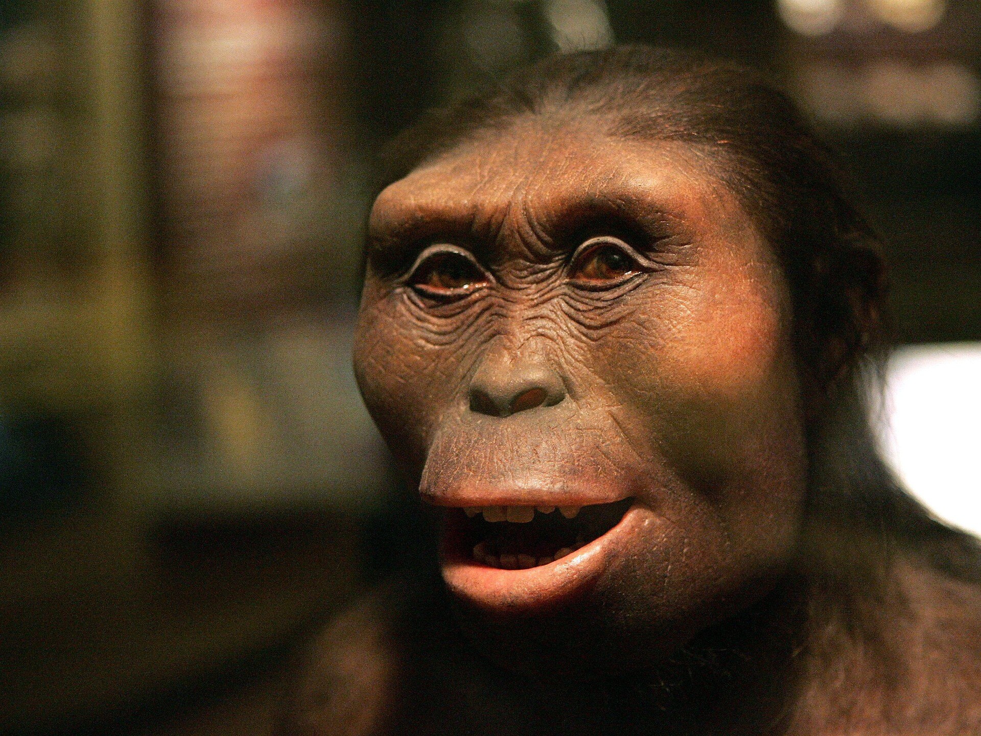 A close up of the face of a sculpture of an early human