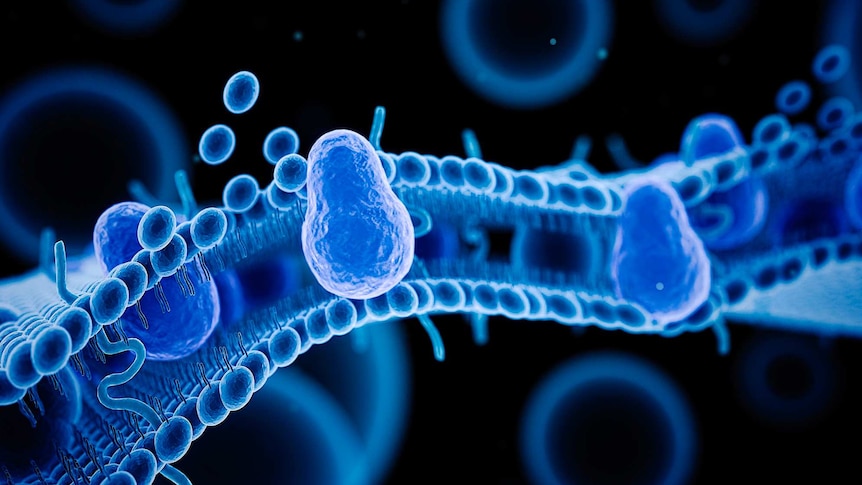 Illustration of a human cell membrane