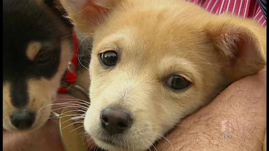 Tough new laws to regulate puppy farms