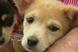 Tough new laws to regulate puppy farms