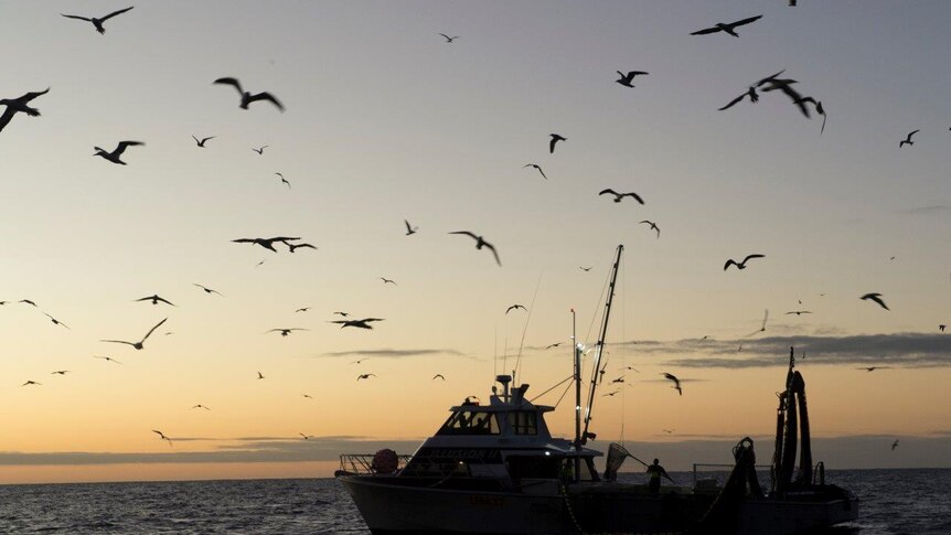 Gulls swirl around a fishing boat rolling on a flat ocean with resplendent sunrise behind 