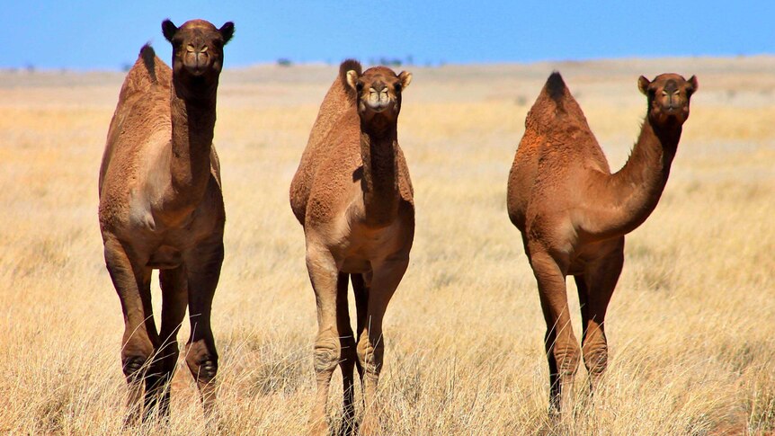 Camels