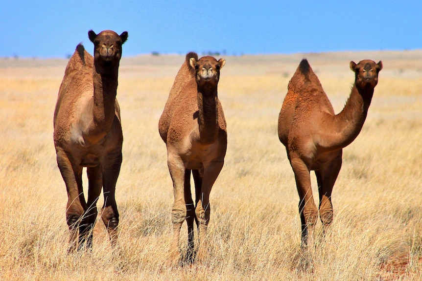 Three camels in yellow Mitchell grass.