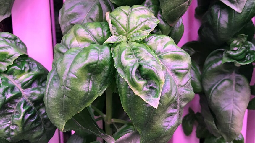 Green basil grown in the containerised farm