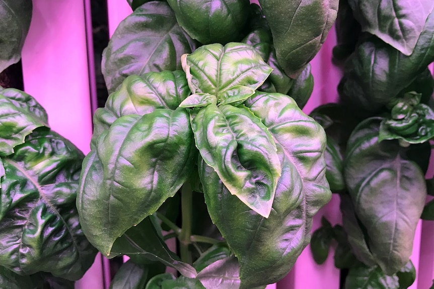 Green basil grown in the containerised farm