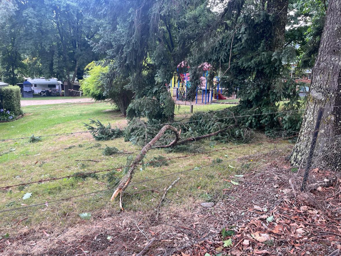 A large broken tree branch with caravans and a playground in the background.