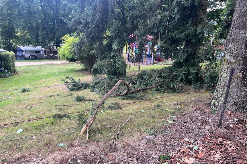 A large broken tree branch with caravans and a playground in the background.
