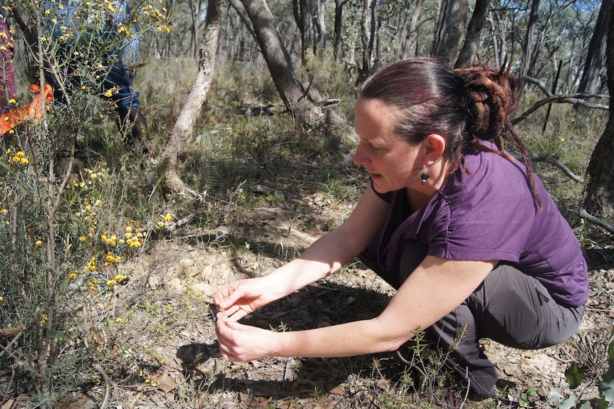 A women planting a flower in the Australian bush.