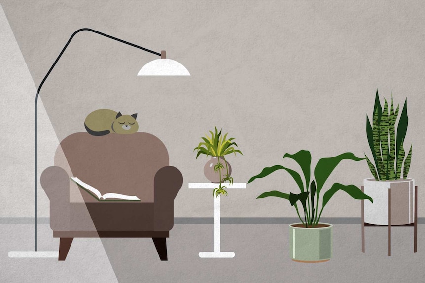 An illustration of a lounge room with some light coming in from the window, and indoor plants in shade, a low light scenario.