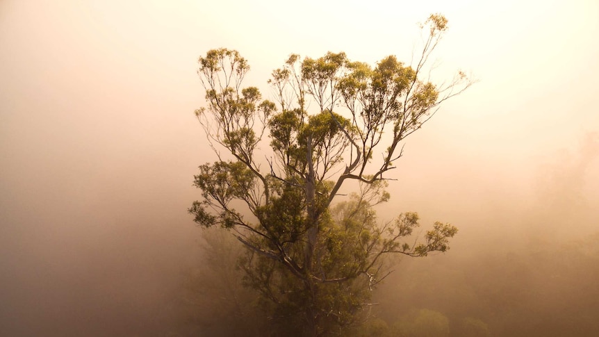 A eucalyptus regnans above the fog in the Styx Valley