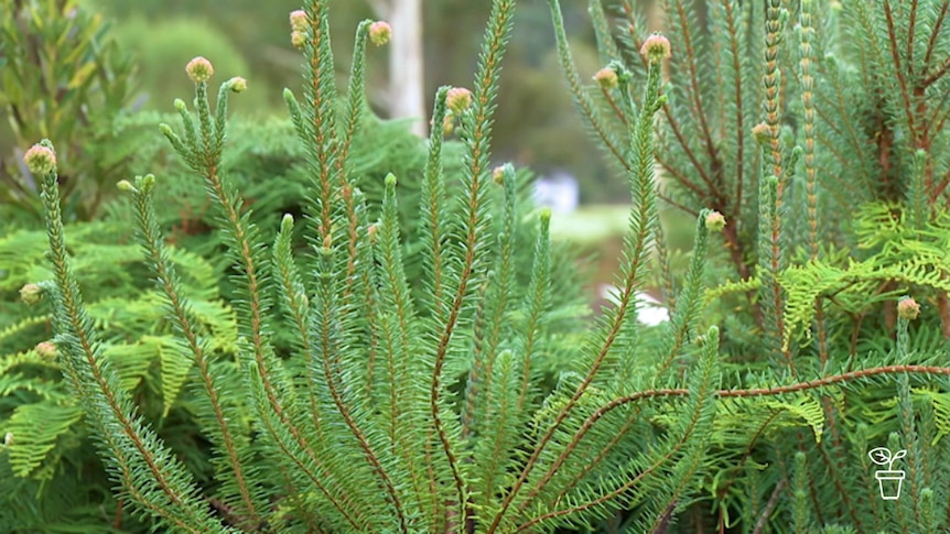 Garden full of spikey prehistoric-looking plants