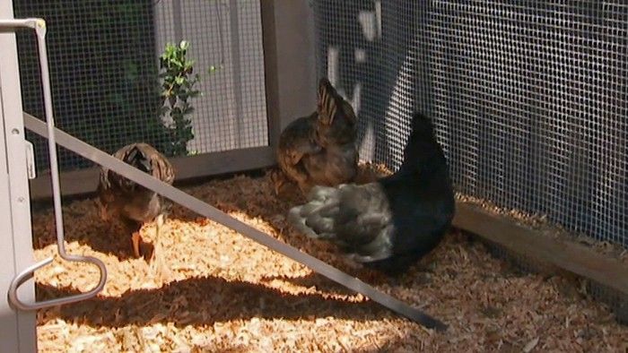 Chook Run - Gardening Australia