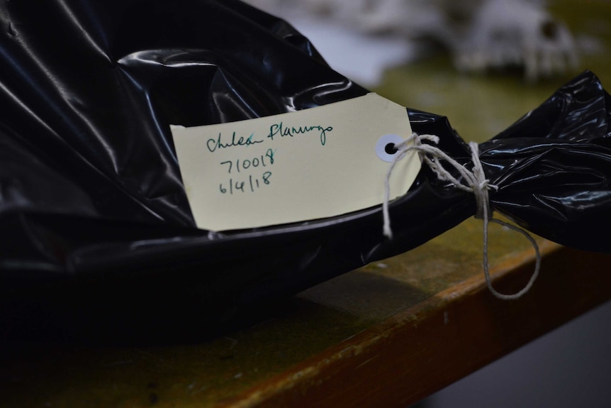Close-up photo of nametag for Chile, the flamingo (deceased), who is wrapped in a black bag.