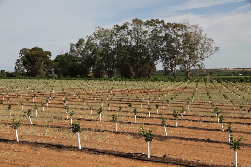 New cherry trees planted at Leon Cotsaris orchard in the Riverland