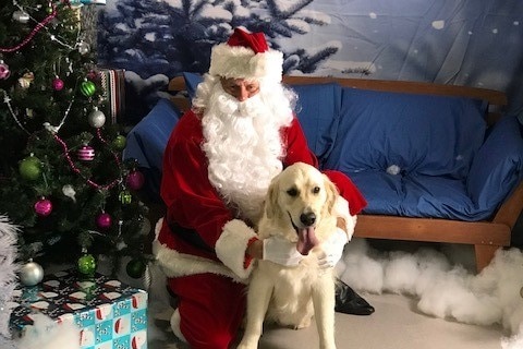 Geoff Provest MP posing as Santa for Christmas photo with pet labrador