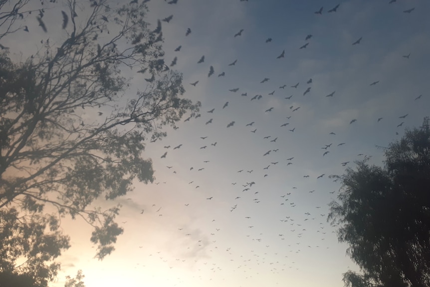 A sunrise sky that has dozens of flying foxes milling about near large trees.