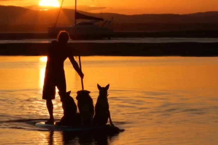 three dogs and man paddle boarding at sun set