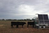 Cattle line up to eat from the 'Green Feed Machine', which measures the level of methane emissions in their breath.