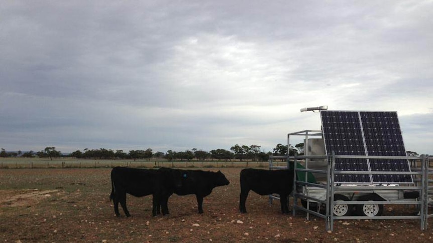 Cattle line up to eat from the 'Green Feed Machine', which measures the level of methane emissions in their breath.