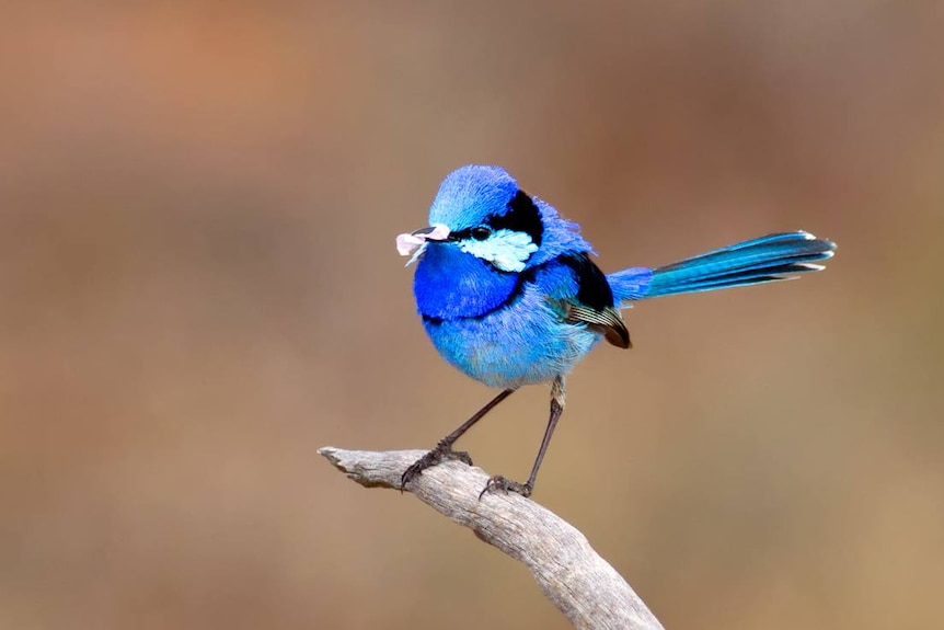 A small bright blue fairy wren stands on a single twig.