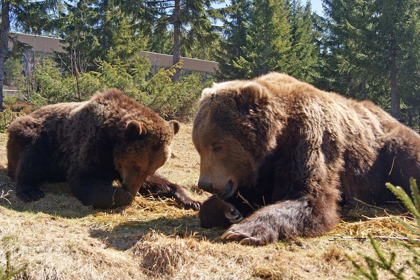 Two bears lick their  paws while laying on brown grass in a zoo enclosure.