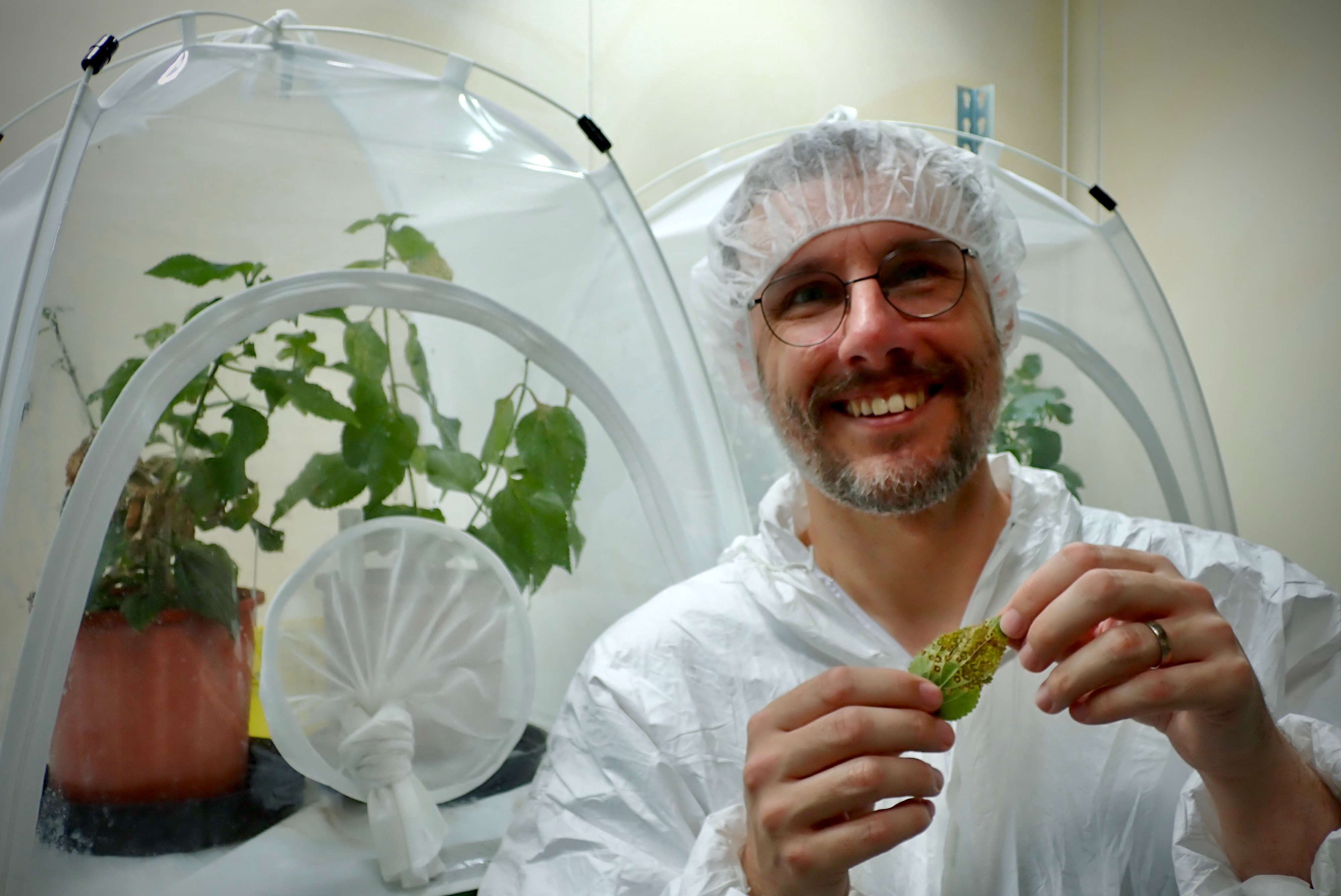 Scientists prepare natural enemy to fight one of Australia's worst weeds