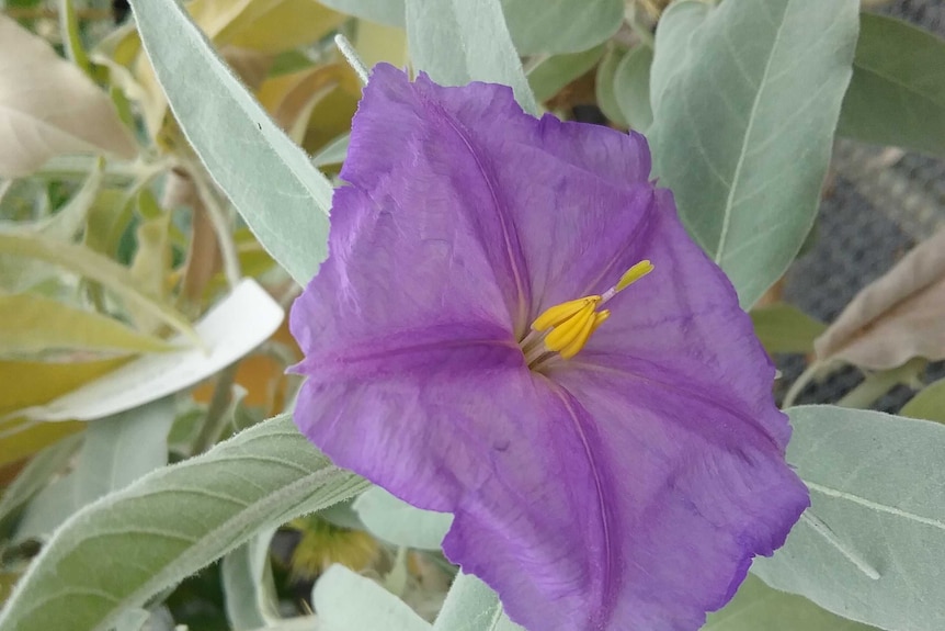 A large purple flower on slender, silver leaves.