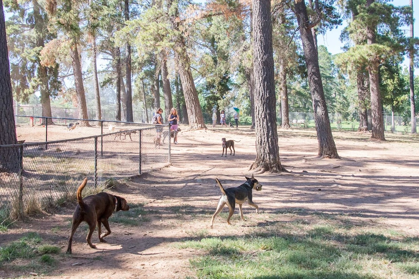 Yarralumla dog park in Canberra