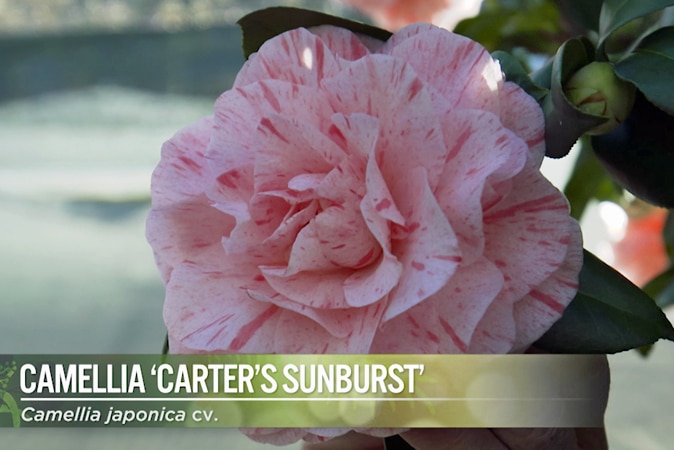 Camellia Carters Sunburst Image