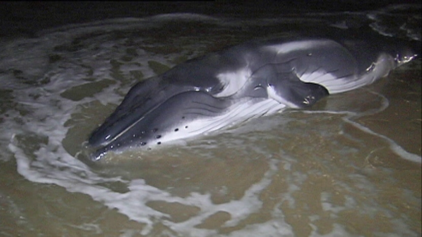 The baby humpback whale was found washed up on a beach in Surfers Paradise about 1am (AEST) on Monday.
