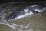 The humpback calf washed up on the beach at Surfers Paradise earlier this week