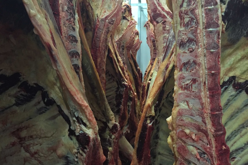 Close up shot of carcasses handing in Kimberley abattoir