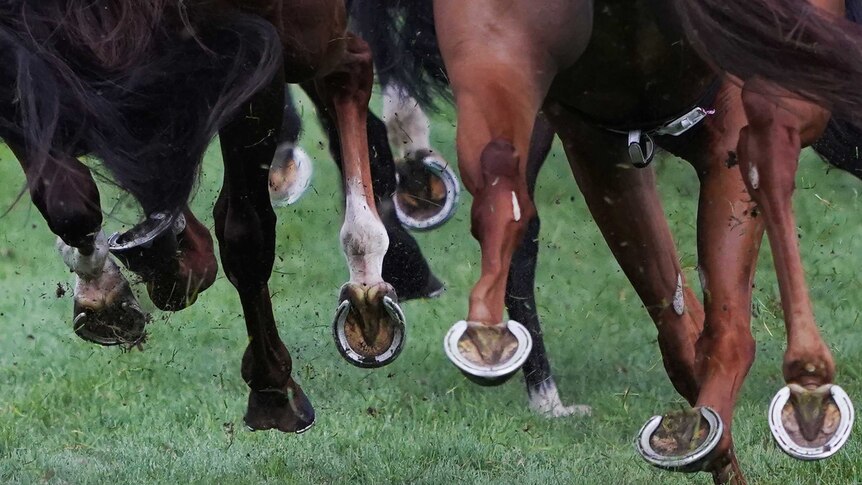 Horses hooves are seen during the 2019 WS Cox Plate at Moonee Valley.
