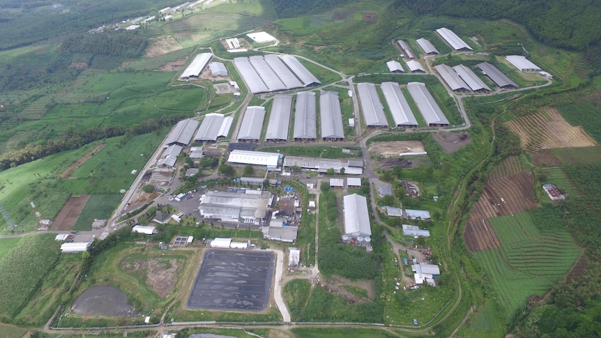 Ferme FMD Greenfields Est de Java