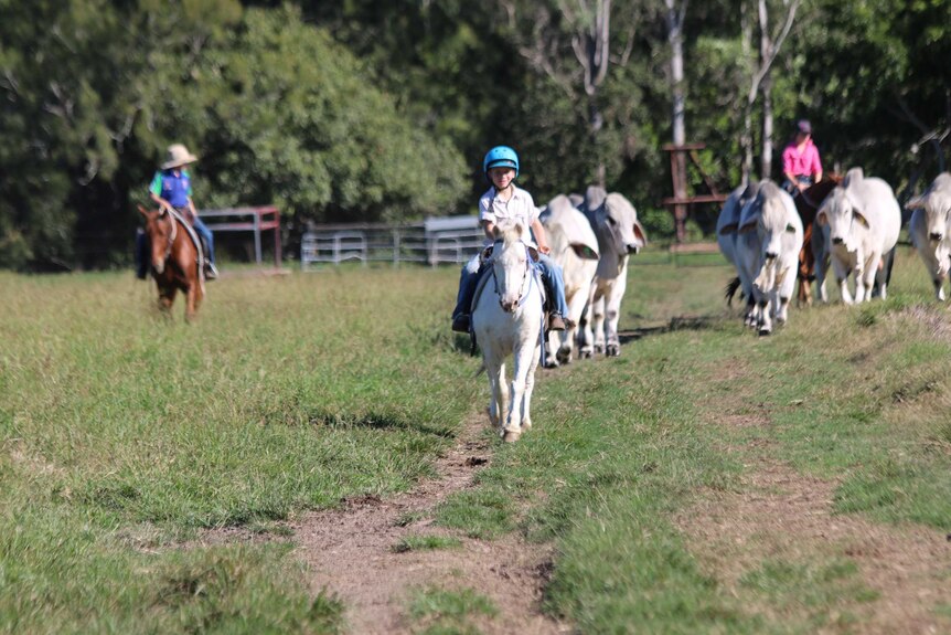 Fenech kids mustering