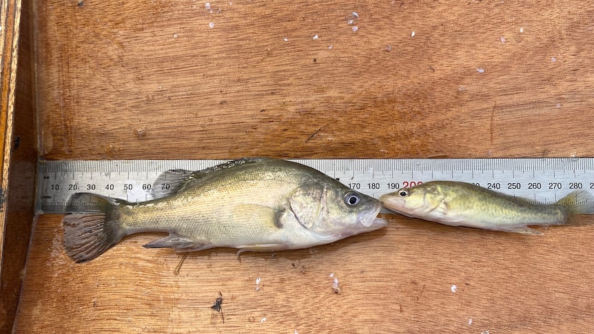 Two small fish up against a ruler.