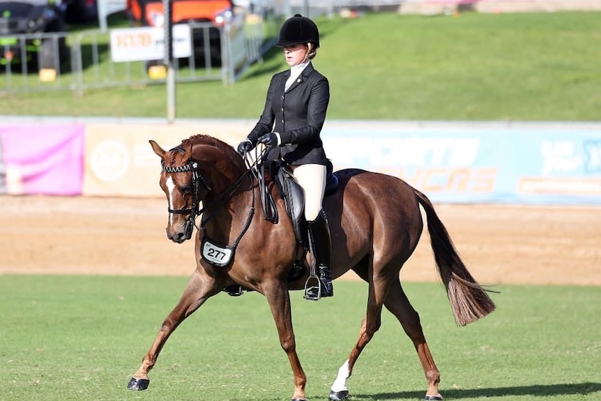 A woman wearing jacket, helmet and jodhpurs rides a horse during an equestrian competition.