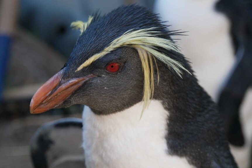 A close-up of a Rockhopper penguin