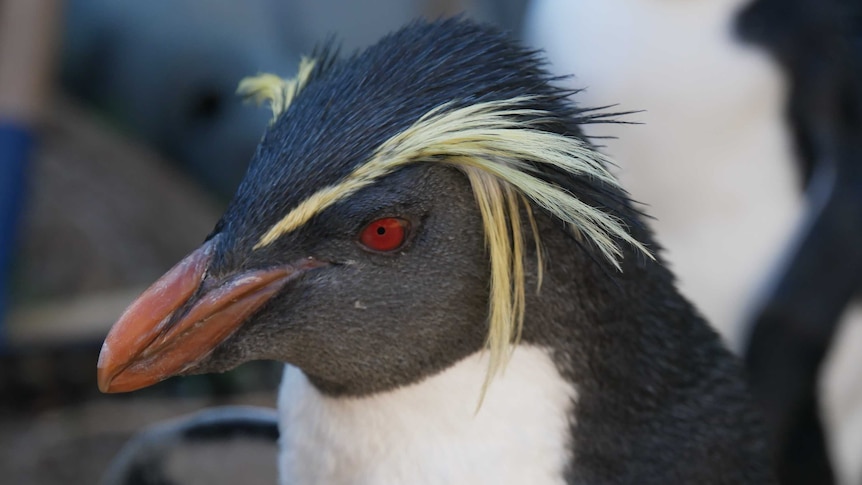 A close-up of a Rockhopper penguin
