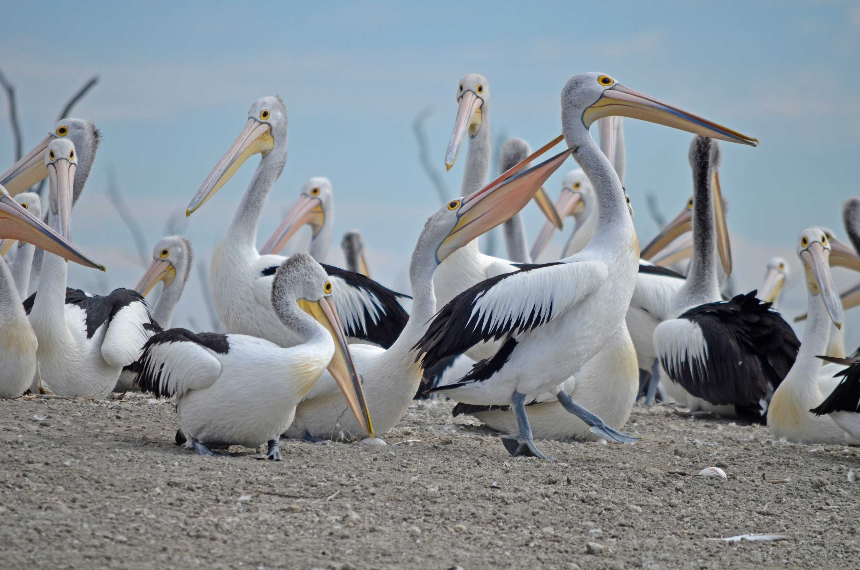 Thousands of pelicans flock to remote inland lake - ABC listen