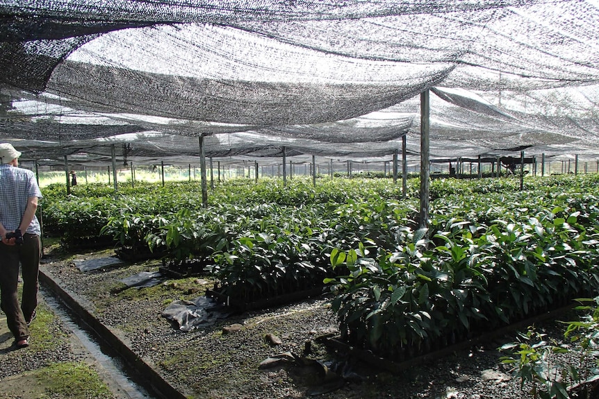 A photo of Dr Peter Speldewide inspecting the seedling nursery at the Inikea project