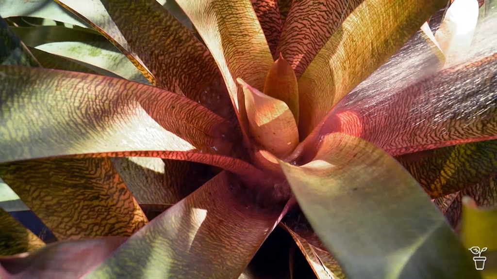 A bromeliad being hosed.